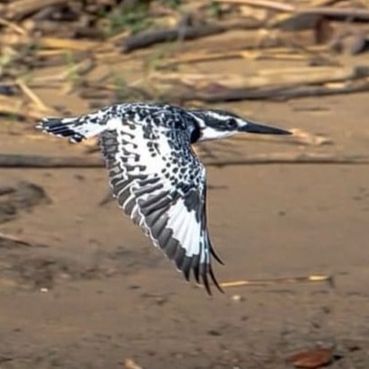 Kingfisher Richards Bay.