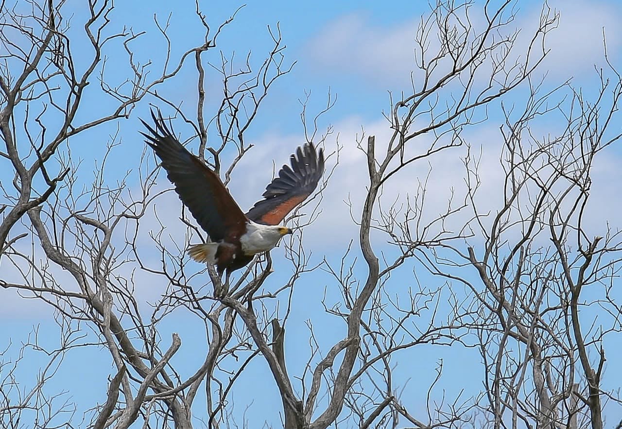 Fish Eagle.
