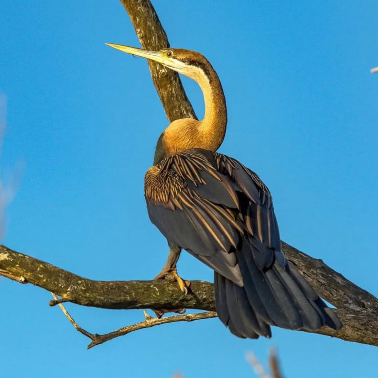 Bird wildlife Richards Bay.