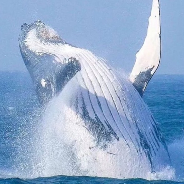 Whale Richards Bay.