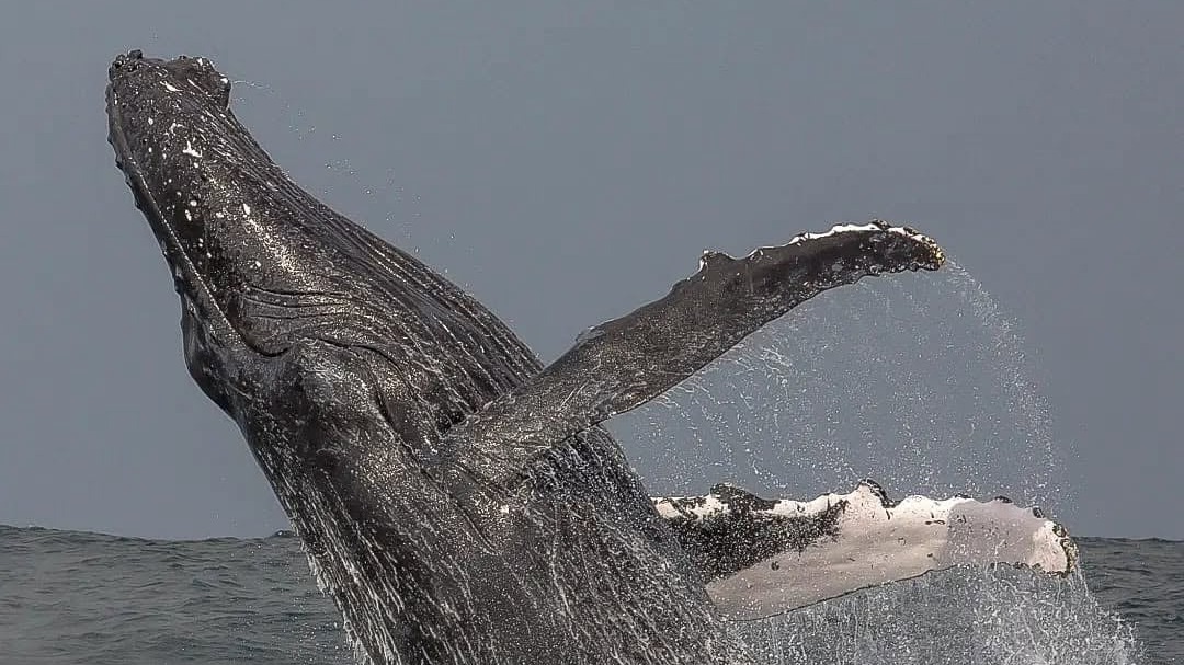 Whale watching Richards Bay.
