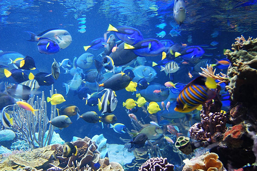 Durban uShaka Seaworld.