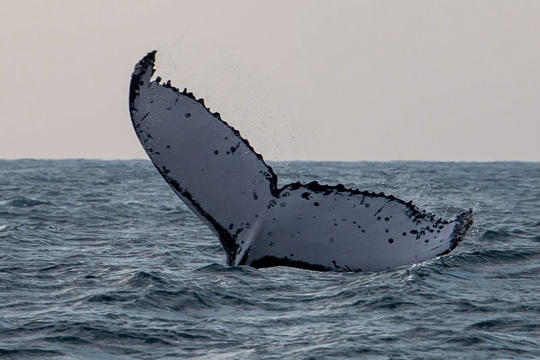 whale watching.