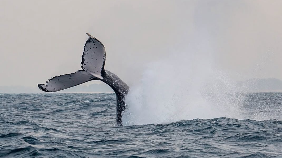 whale tail