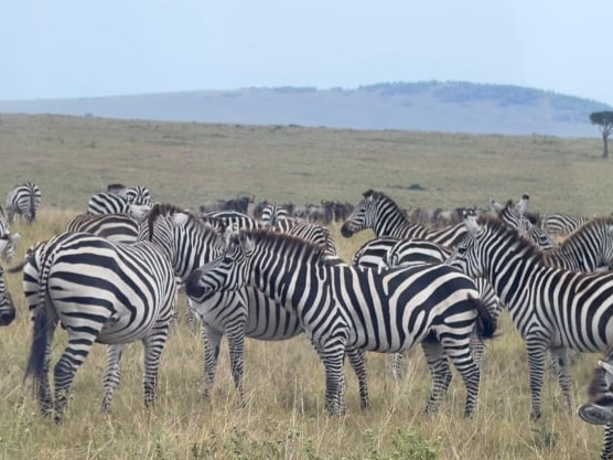 Serengeti Zebra.